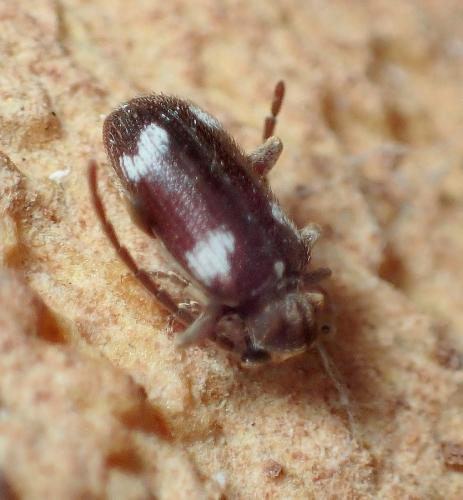 Réf. 223 291 : Ptinus sexpunctatus